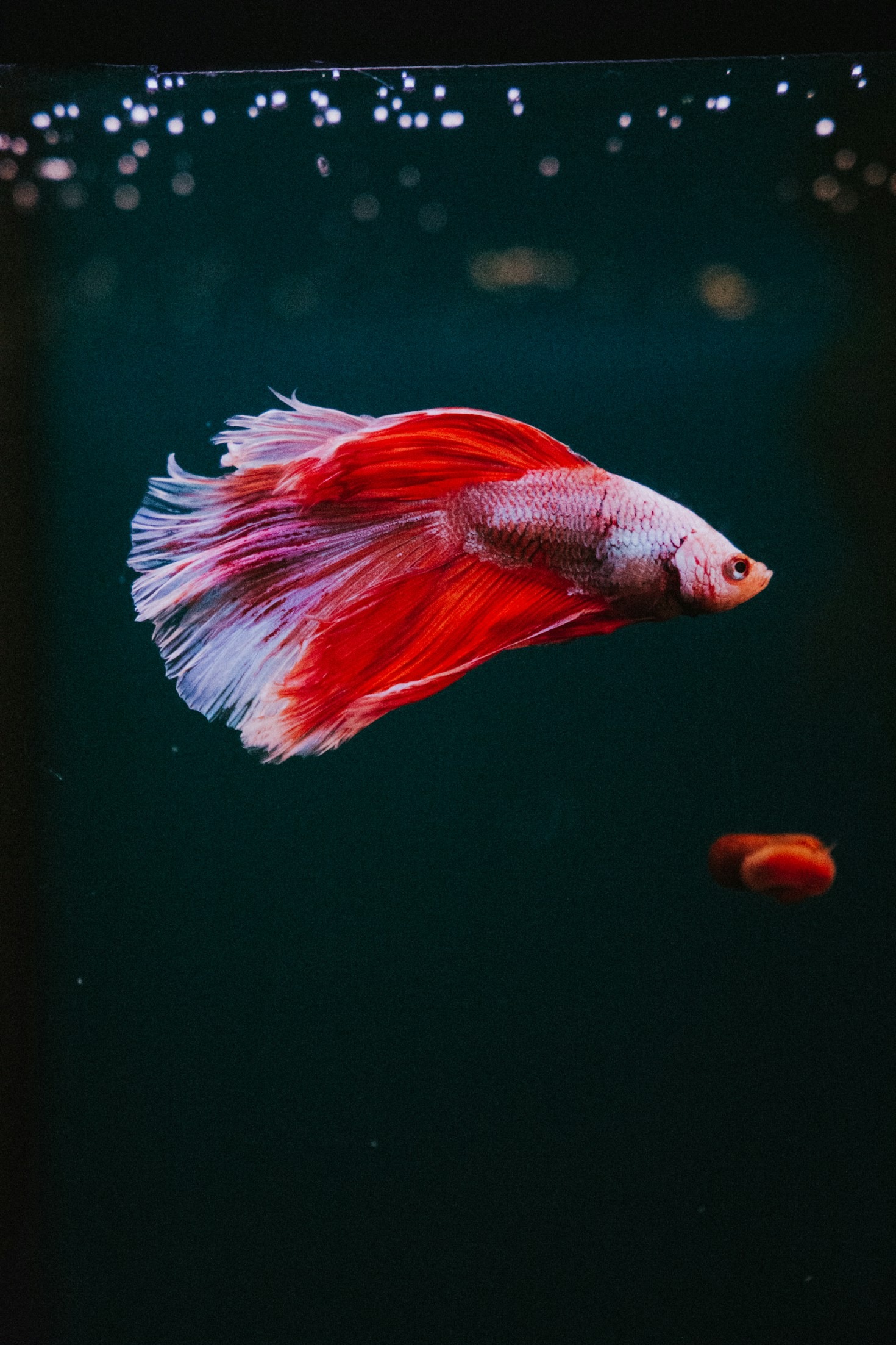 The Importance of Proper Nutrition for Bettas