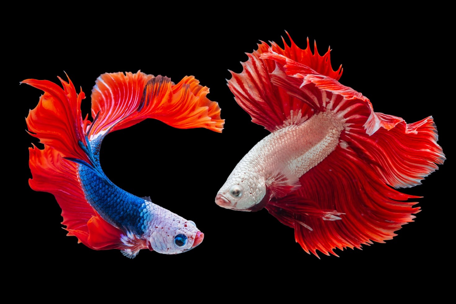 Creating a Vibrant Environment for Your Betta